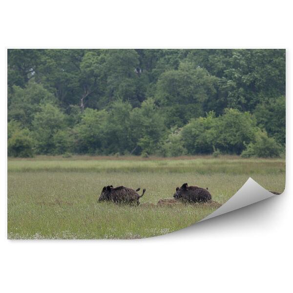 Fototapet pentru perete Natura Animalelor De Luncă Verde