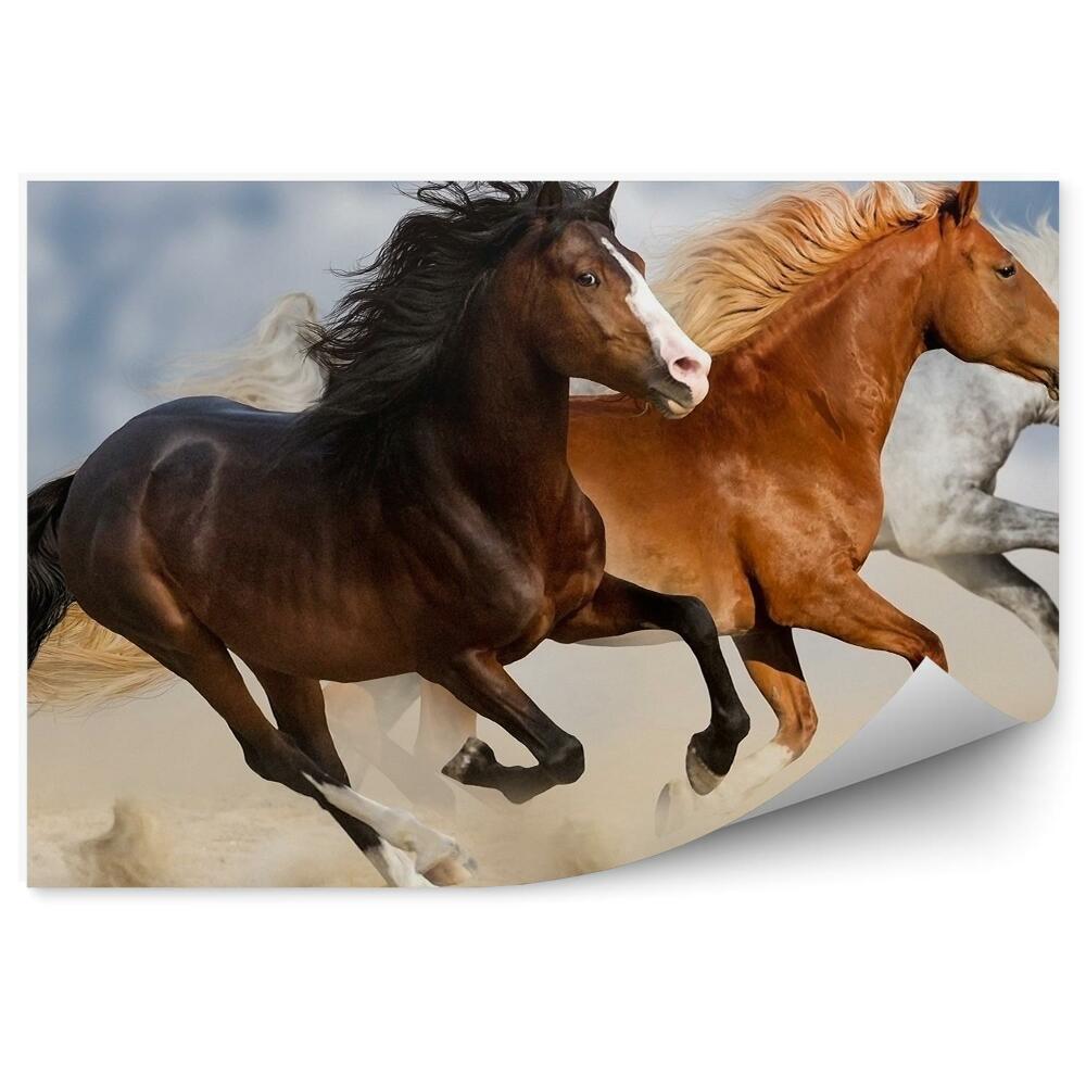 Decor fototapet Caii Adună Praful De Nisip În Galop