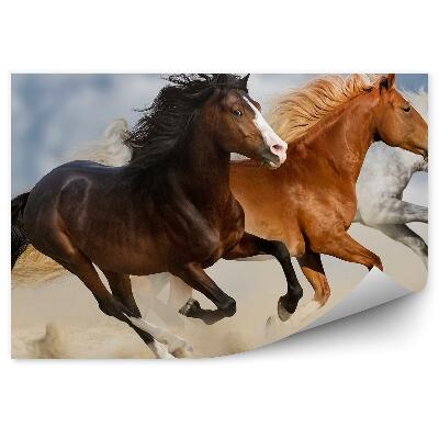 Decor fototapet Caii Adună Praful De Nisip În Galop