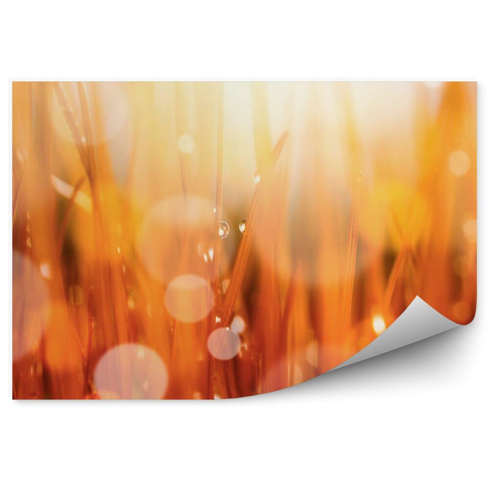 Decor fototapet Toamnă Iarbă Roșie Rouă Picături De Apă Abstracție