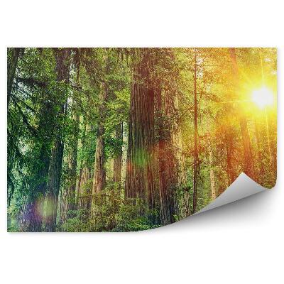 Decor fototapet Peisaj De Pădure Soare Verde Natură