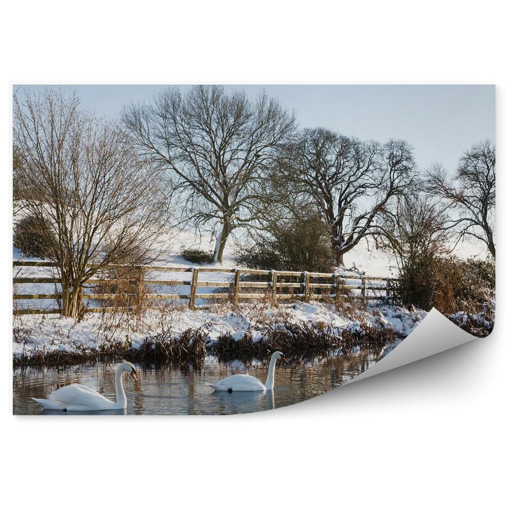 Fototapet Lebede Pe Un Iaz Printre Natura Înghețată