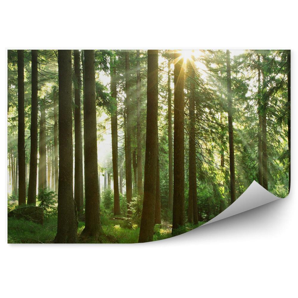 Fototapet vintage Soare De Iarbă De Pădure De Conifere