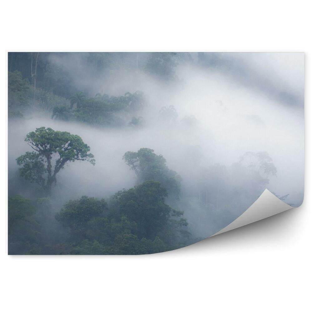 Fototapet Ceață Copaci Din Pădure