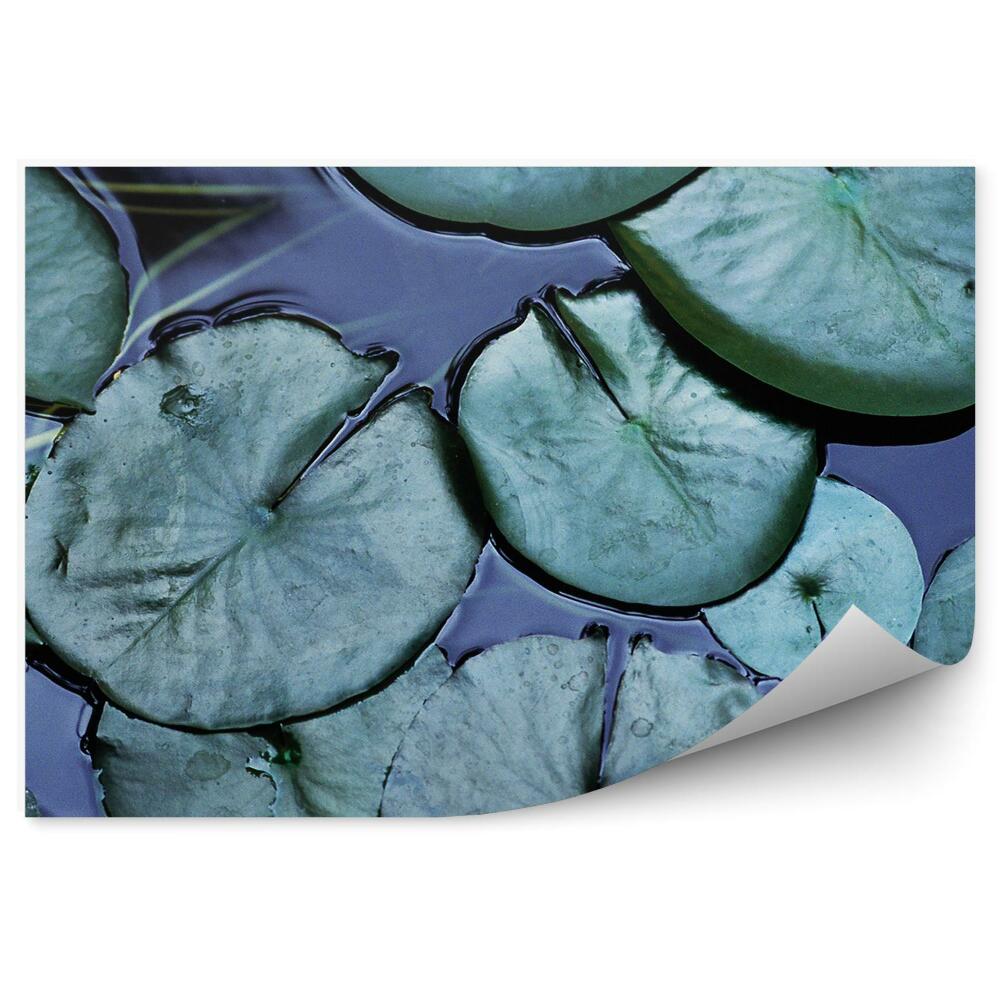 Fototapet perete Frunza de nufar