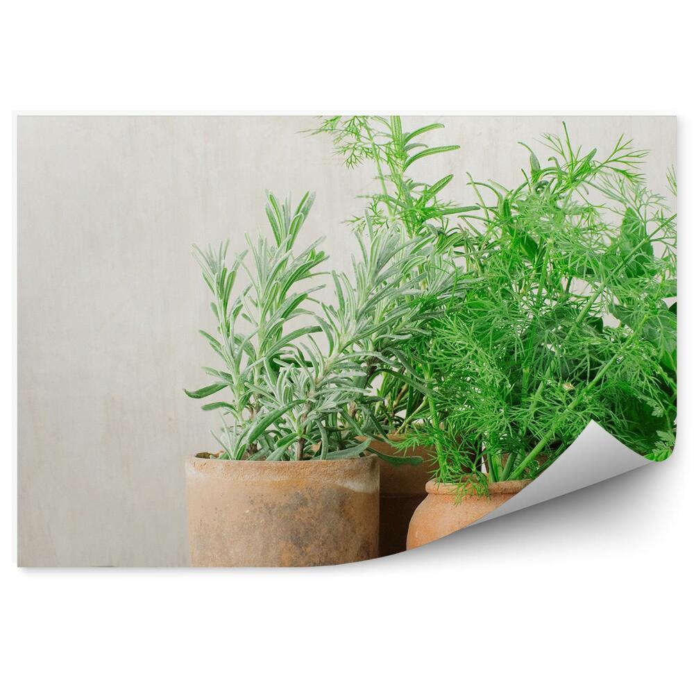 Decor fototapet Ierburi la ghiveci lemn de bucătărie verde