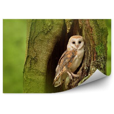 Fototapet Bufnița Hambar Într-O Gaură De Copac