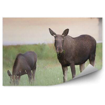 Fototapet Un Elan Cu Un Pui Pe O Pajiște