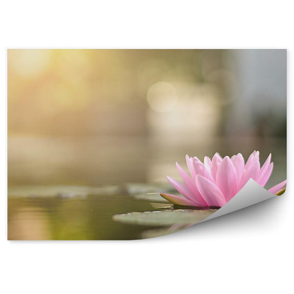 Fototapet vintage Nufărul înflorit pe lac