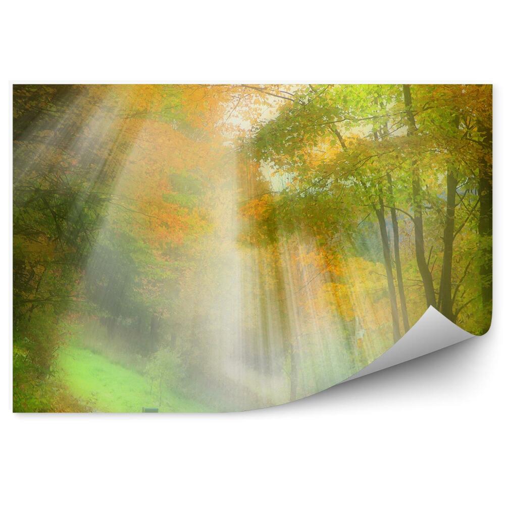 Decor fototapet Drum Forestier De Toamnă Cu Frunze