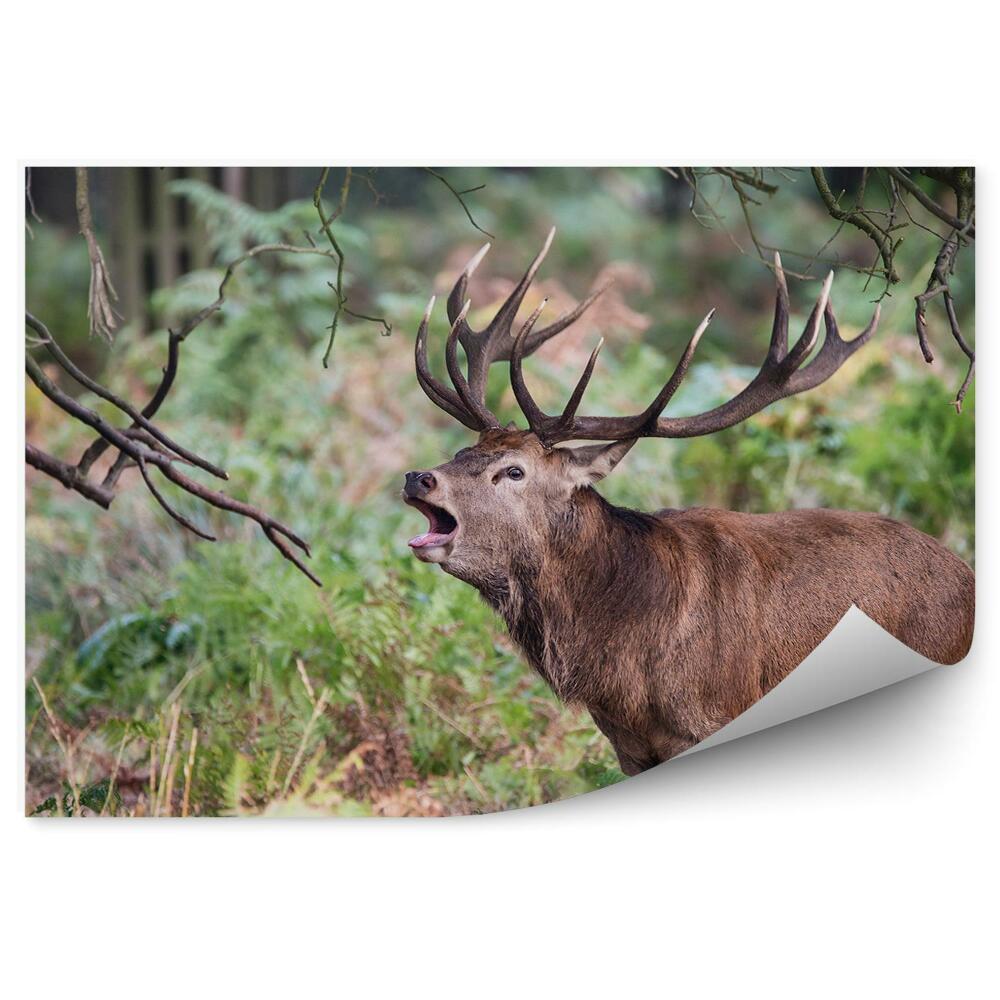 Fototapet vintage O Căprioară Care Răcnește Printre Ferigi