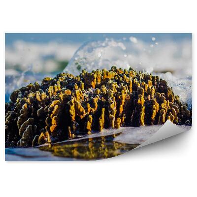 Fototapet perete Marea Joasă Recif De Mare Closeup