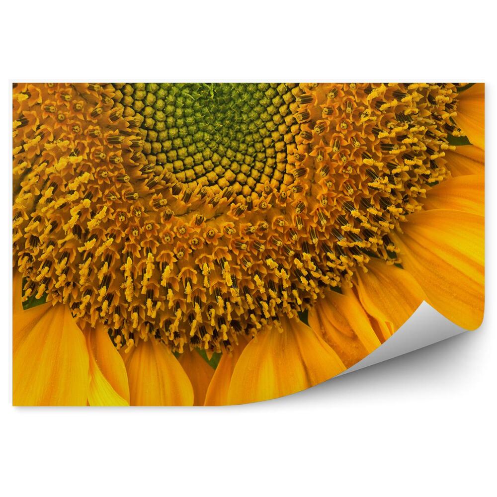 Fototapet vintage Planta de floarea soarelui