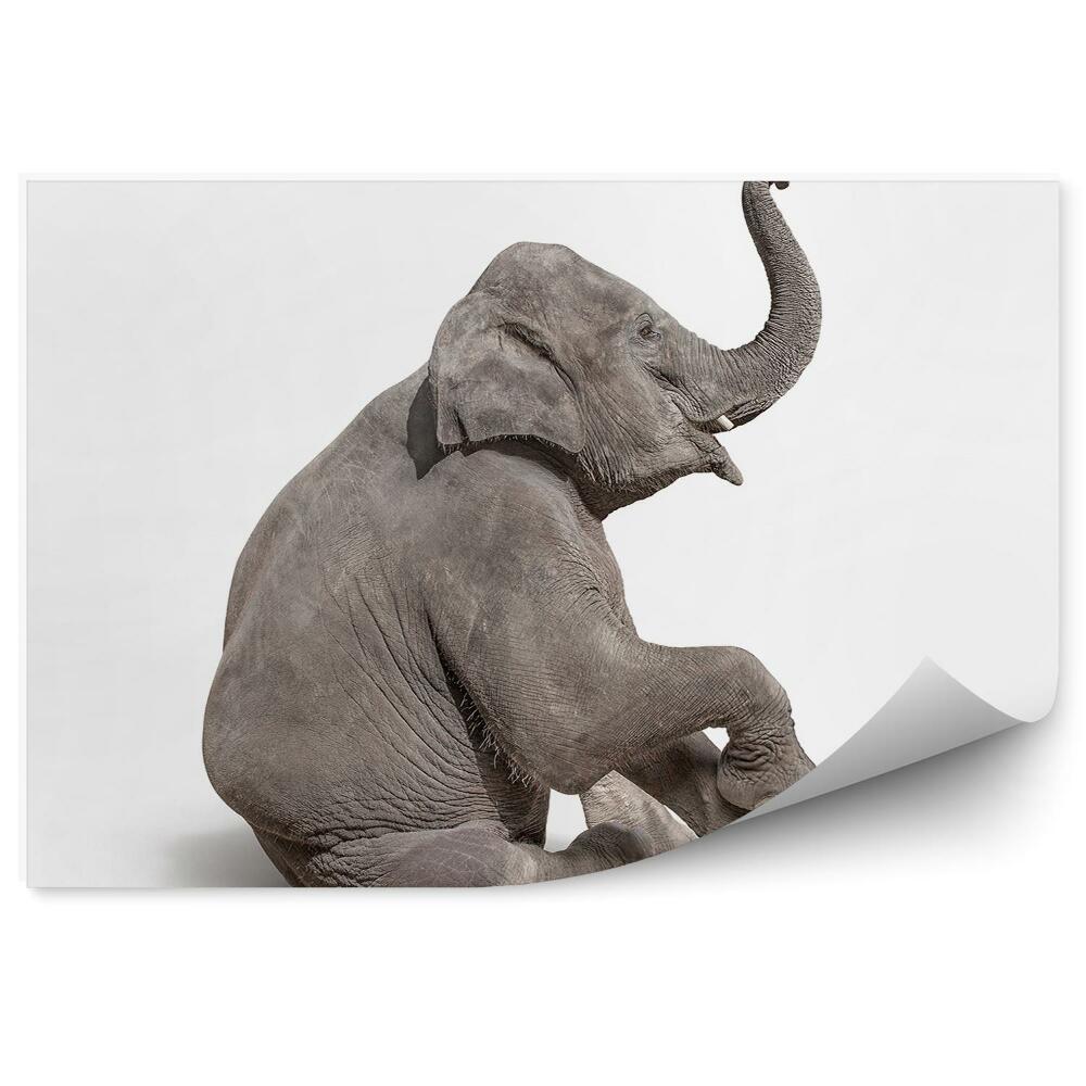 Fototapet Pui De Elefant Pe Un Fundal Alb