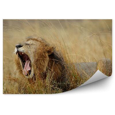 Fototapet perete Un Leu Căscat Printre Iarbă