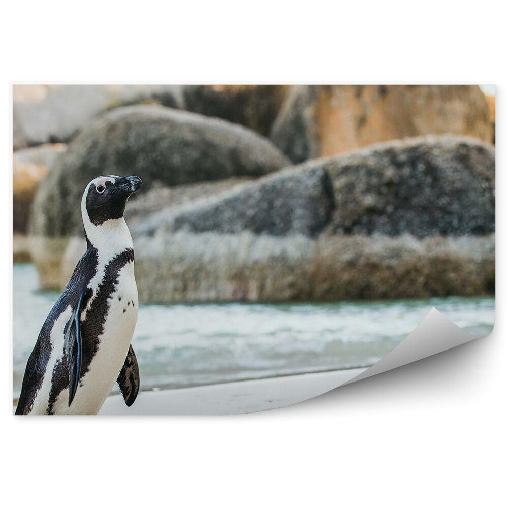 Fototapet perete Roci de apă de pinguin african