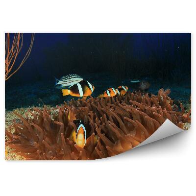 Fototapet Anemone De Recif Și Pești Clovn