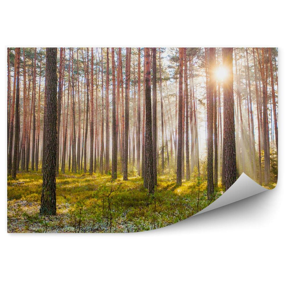 Fototapet pentru perete Pădurea De Pini Răsărit