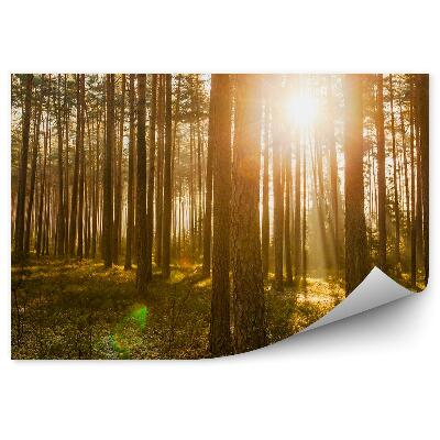 Decor fototapet Pădurea De Pini Răsărit