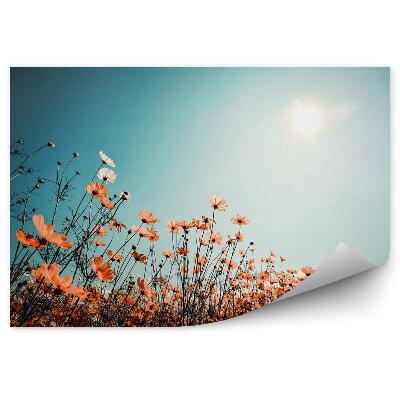 Fototapeta Pole na niebie