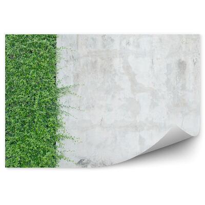 Fototapet perete Perete de beton cu plante ornamentale de iedera