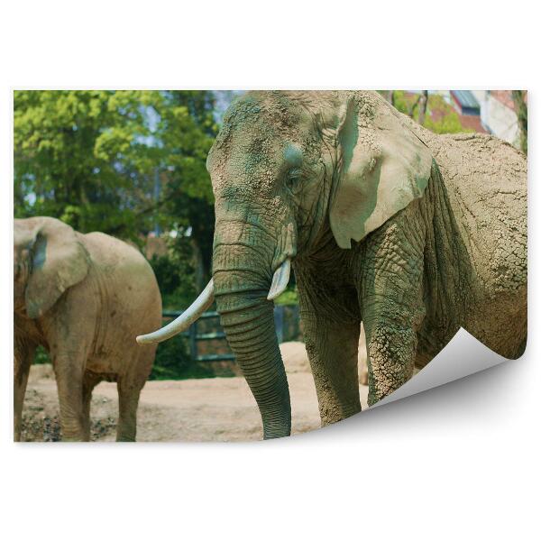 Fototapet vintage Elefanți Africani În Grădina Zoologică