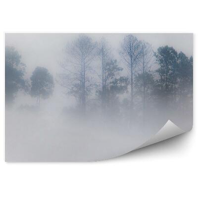 Fototapet pentru perete Pădure Cețoasă