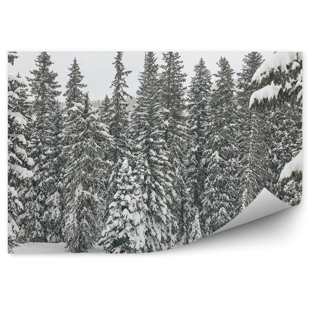 Fototapet pentru perete Pădure De Iarnă