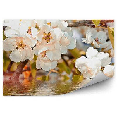 Fototapet Flori albe ramură apă frunze de măr