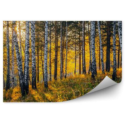 Fototapet Pădurea De Mesteacăn De Toamnă