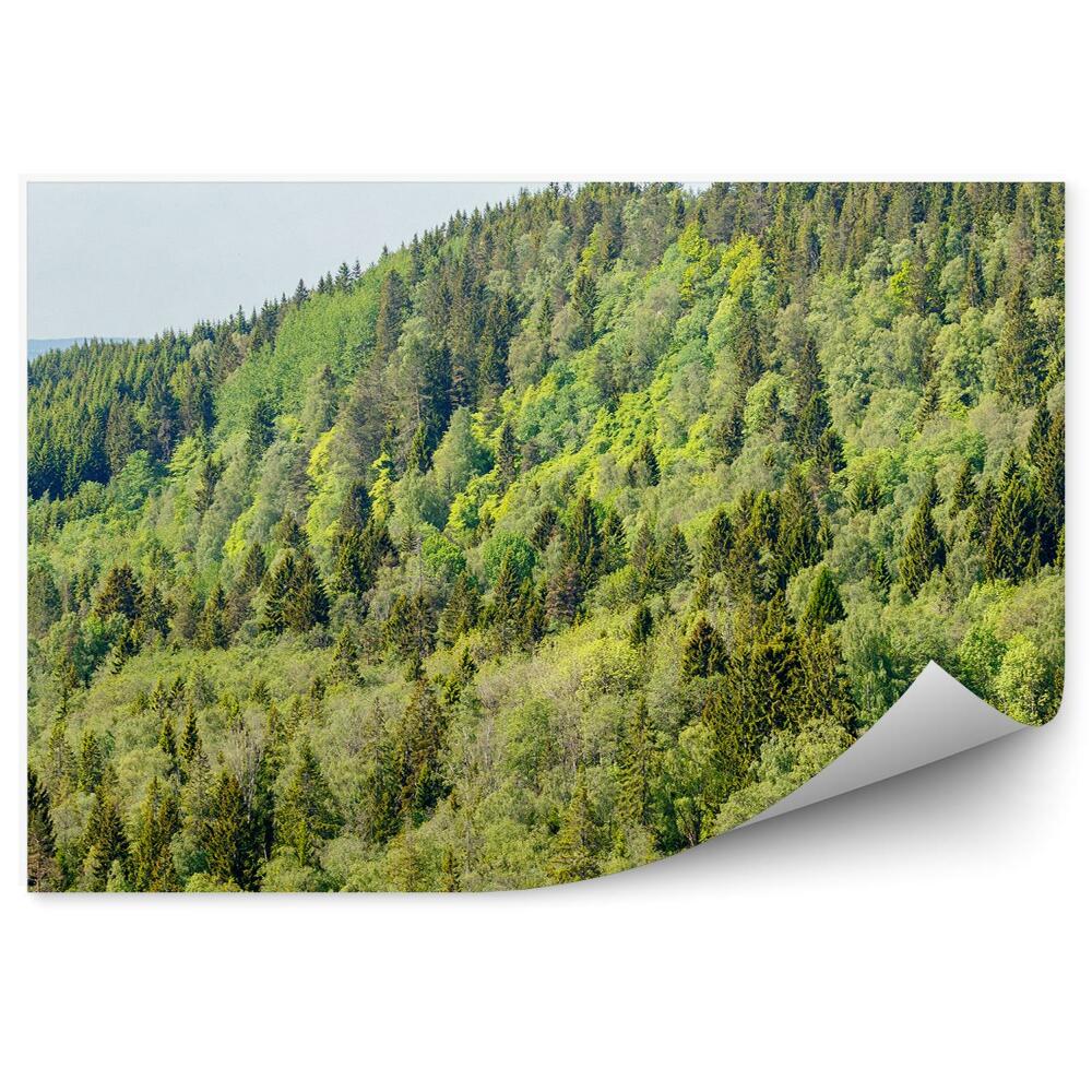 Decor fototapet Munții De Pădure De Conifere