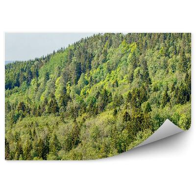 Decor fototapet Munții De Pădure De Conifere