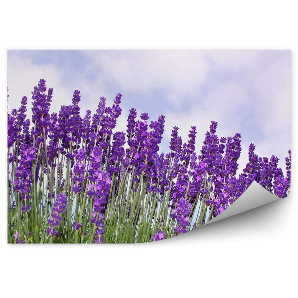 Fototapet vintage Flori De Lavandă Cer Nori