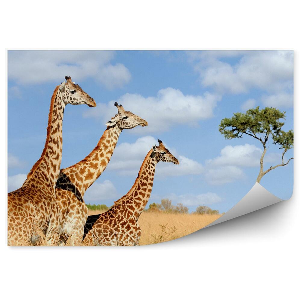 Fototapet vintage Vegetatie natura kenya africa girafe