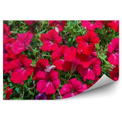 Decor fototapet Petunia Infloreste Gradina Cu Flori Colorate