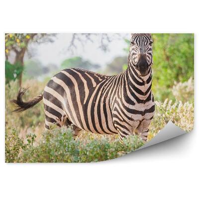 Fototapet vintage Zebra Arbori De Savană Tufe