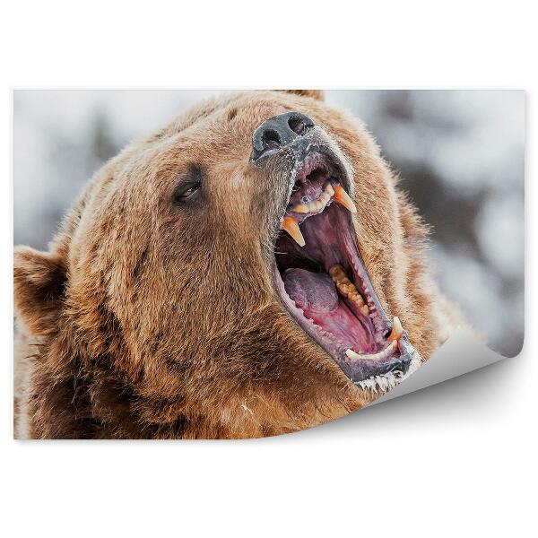 Fototapet vintage Grizzly Răcnitor