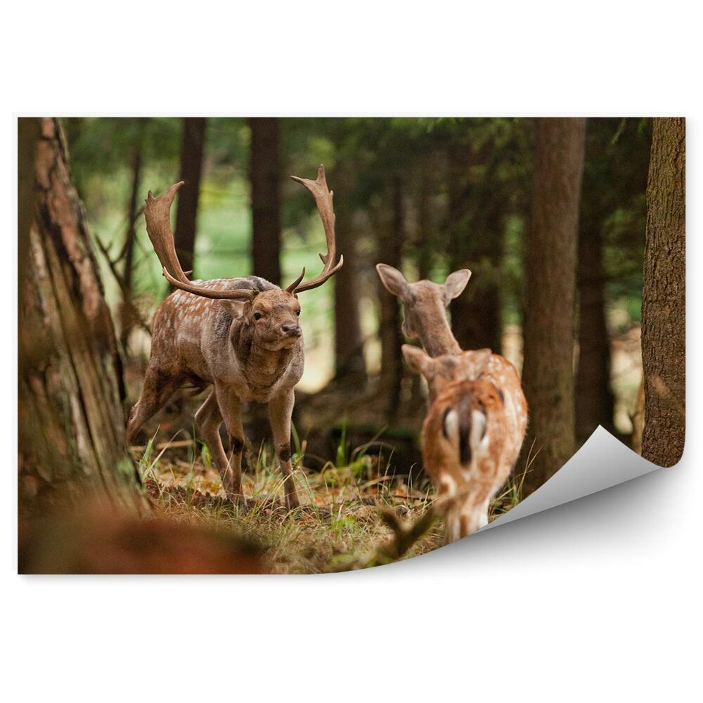 Fototapet Cerbul Negru Printre Copaci