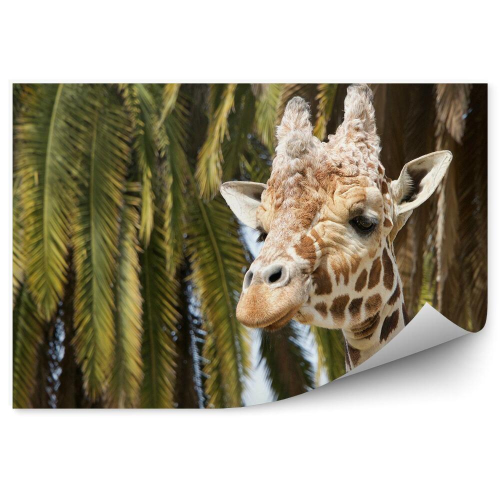 Fototapet vintage Capul Unei Girafe Pe Fundalul Palmierii
