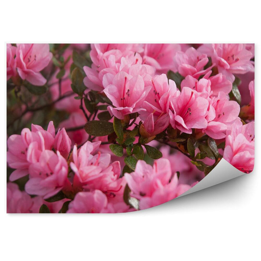 Fototapet perete Azalee roz înflorite