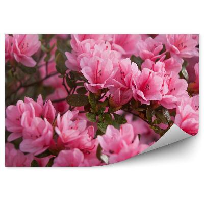 Fototapet perete Azalee roz înflorite