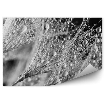 Fototapet vintage Picătură de rouă de păpădie