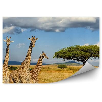Decor fototapet Girafele kenia africa vegetatie