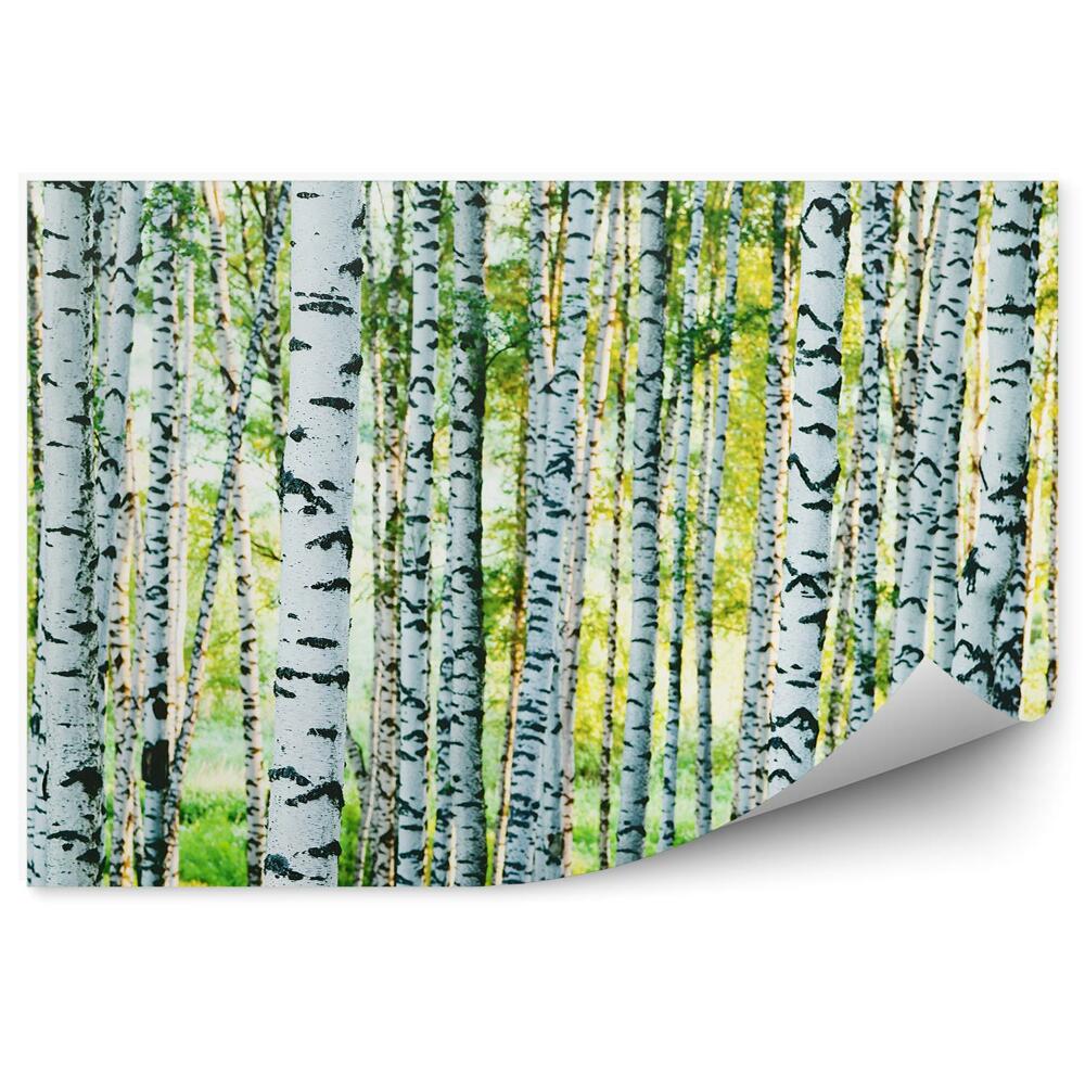 Decor fototapet Iarbă Verde, Copaci, Trunchiuri De Mesteacăn