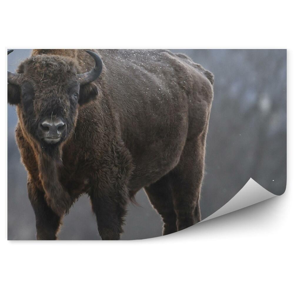 Decor fototapet Zimbri Pe O Pajiște Înghețată