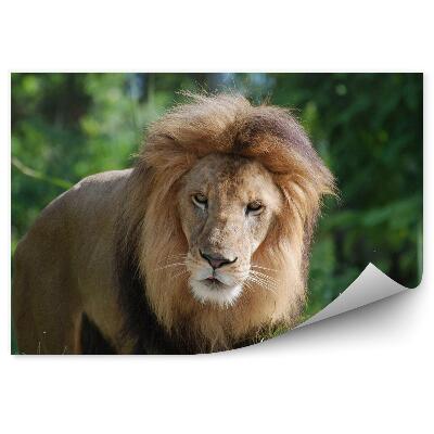 Fototapet vintage Un Leu Mascul Pe Fundalul Junglei