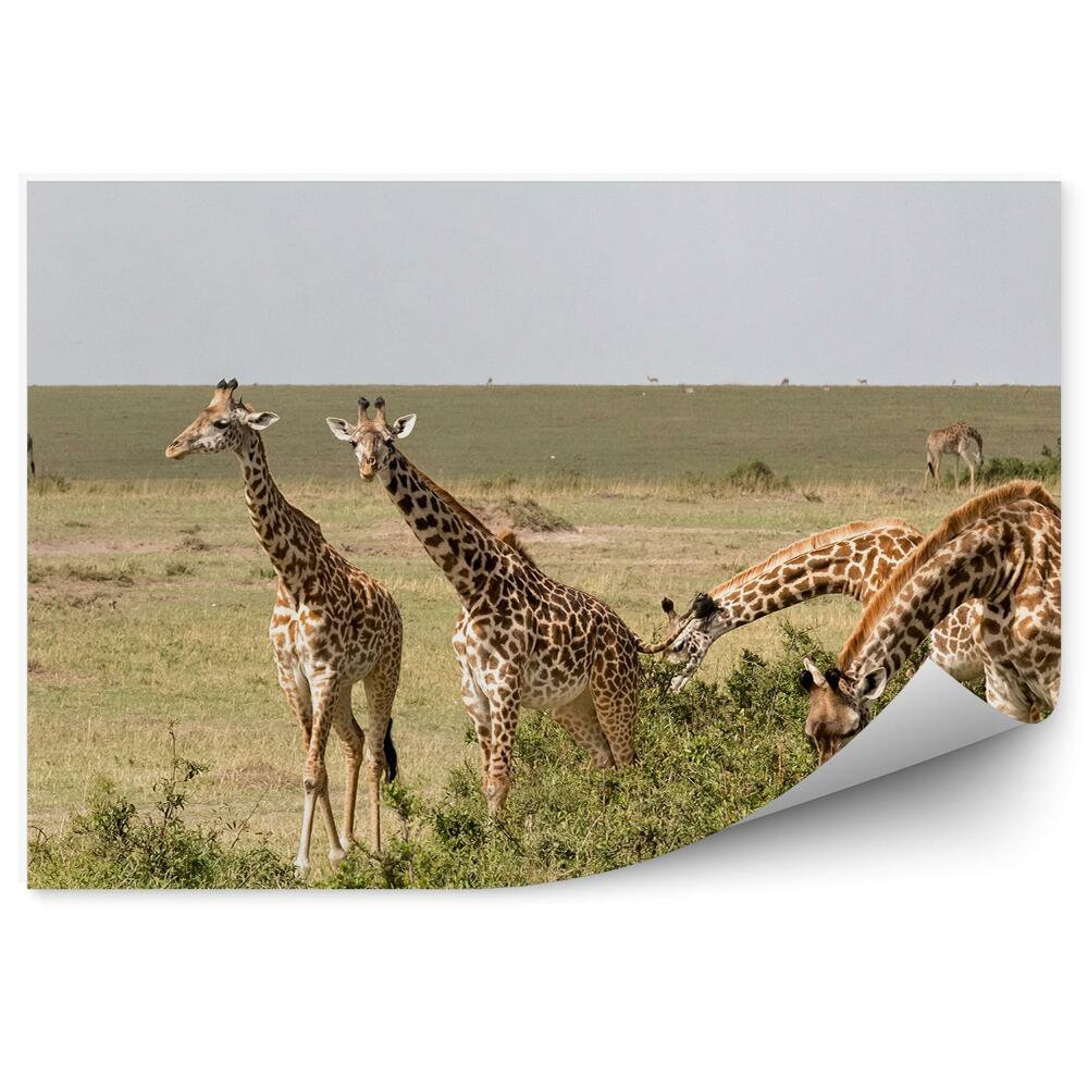 Fototapet pentru perete Turma De Girafe Pe Savană