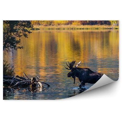 Fototapet pentru perete Râul Moose Și Pădure De Toamnă