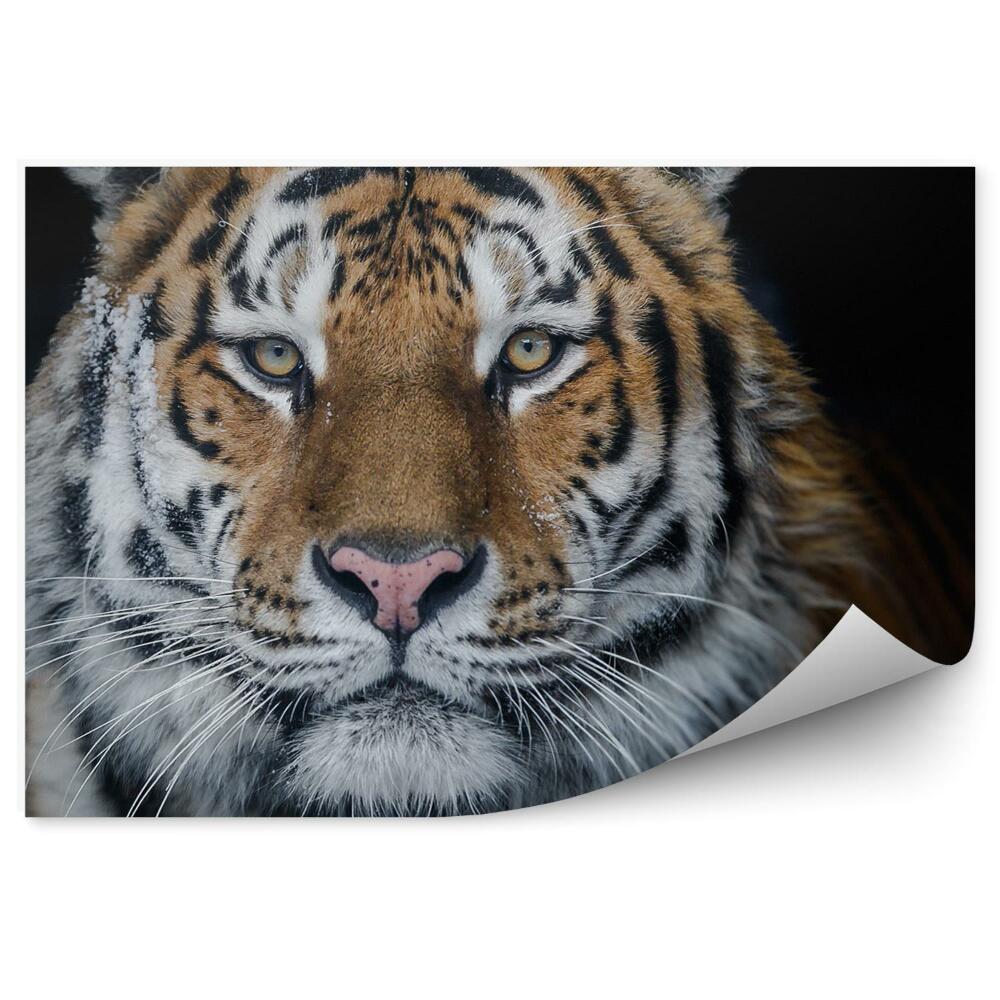 Fototapet pentru perete Tigrul Din Amur