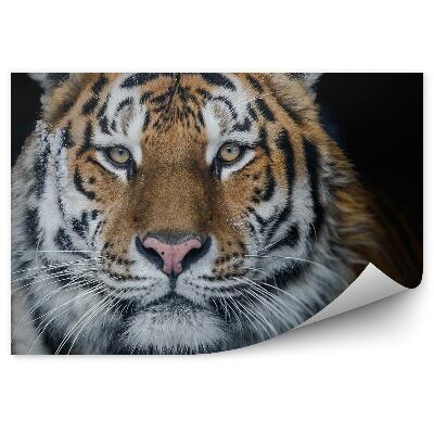 Fototapet pentru perete Tigrul Din Amur